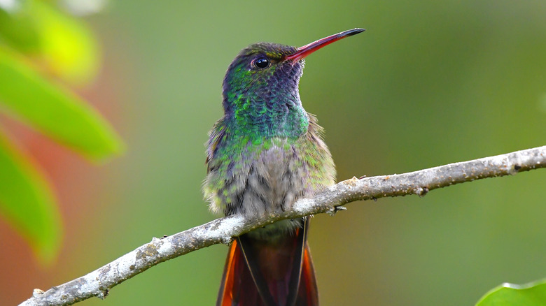 hummingbird in flight