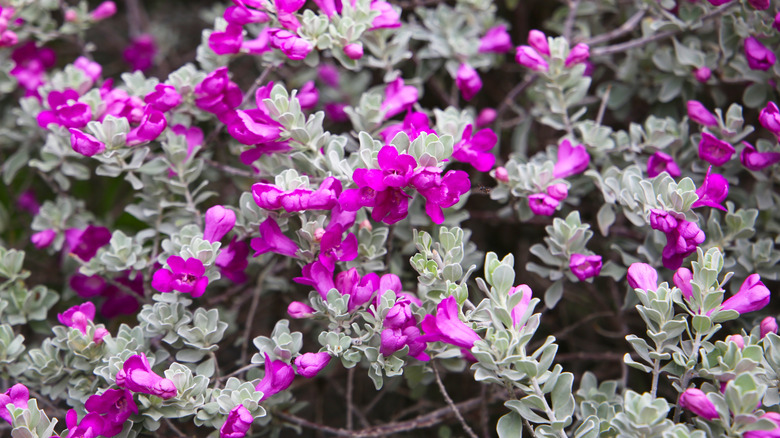 closeup on Leucophyllum frutescens in bloom