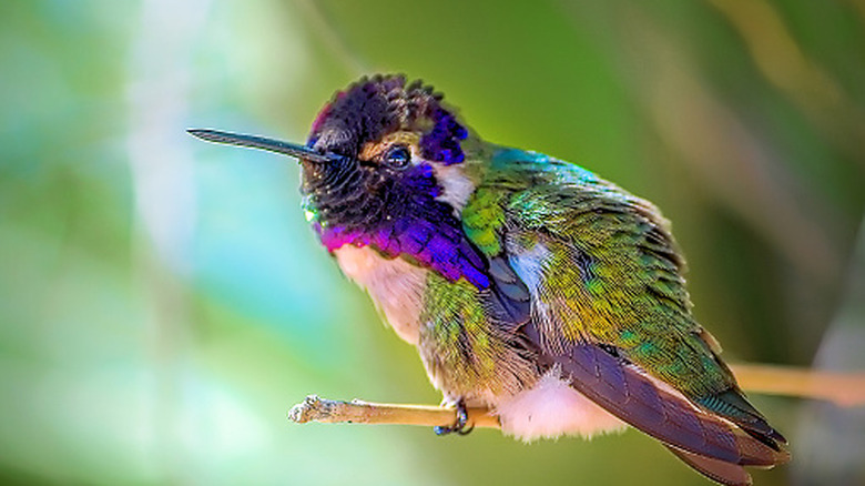 closeup on perched hummingbird with blurred background