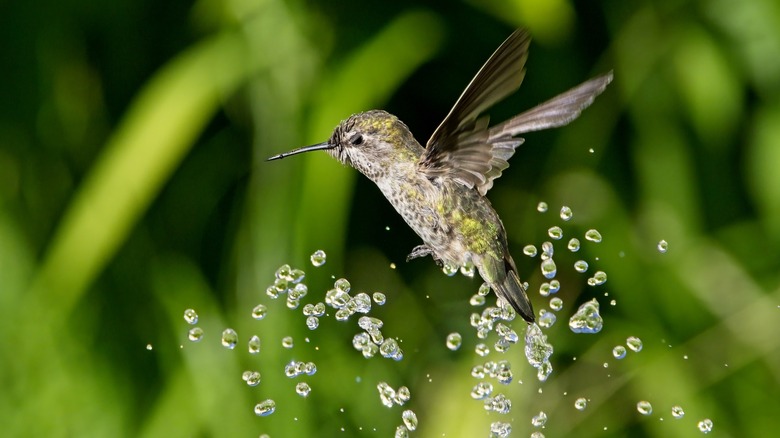 Hummingbird playing in water
