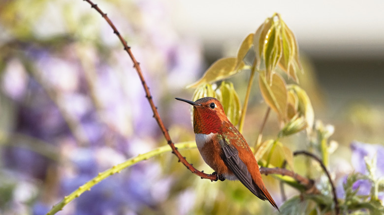 hummingbird sitting on branch