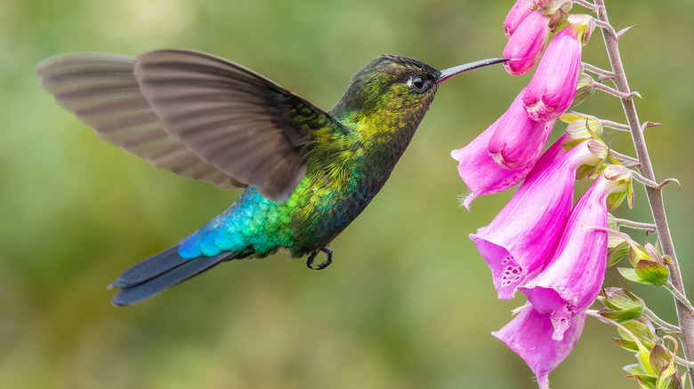 a hummingbird drinking from foxglove