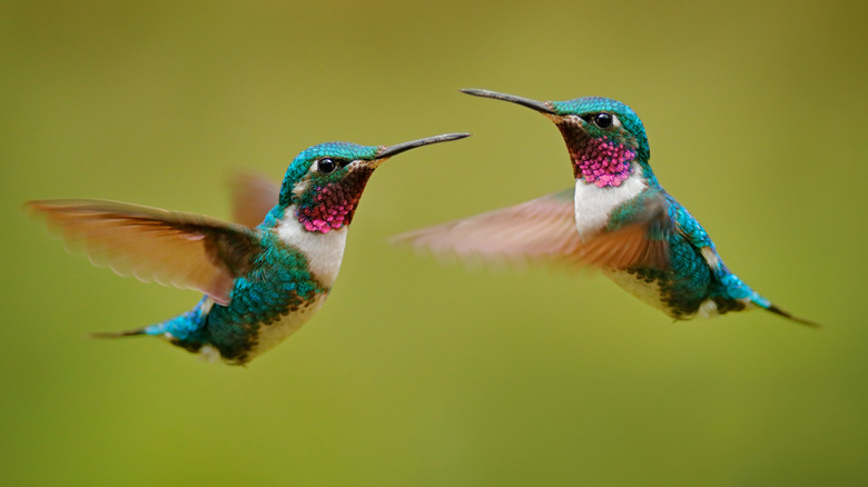 two hummingbirds mid flight