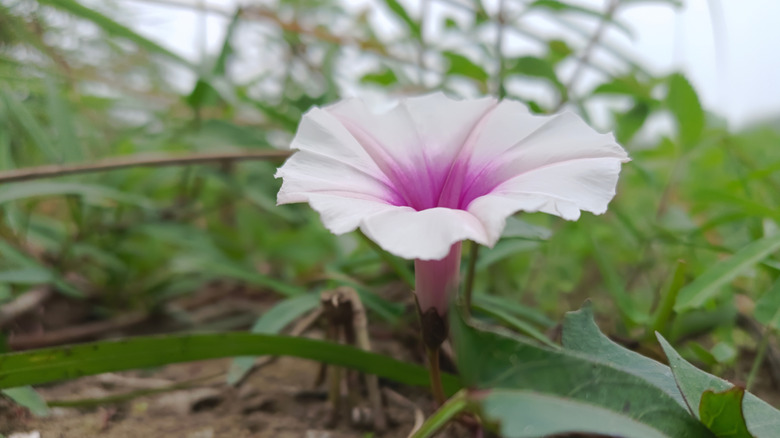 A single white wild potato vine flower with its reddish-purple centre.