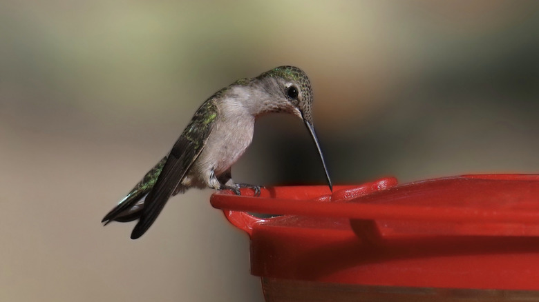 Brown and green hummingbird drinking from a red feeder.