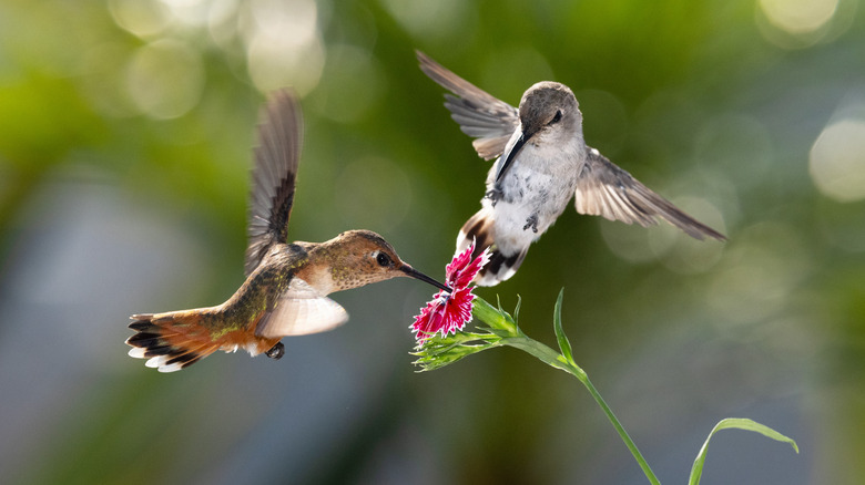 Two hummingbirds near a flower