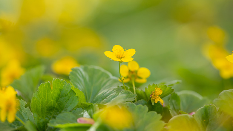 Barren strawberry blooming in a yard