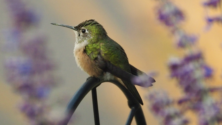 Attract Hummingbirds With A Hanging Basket Flower They'll Love