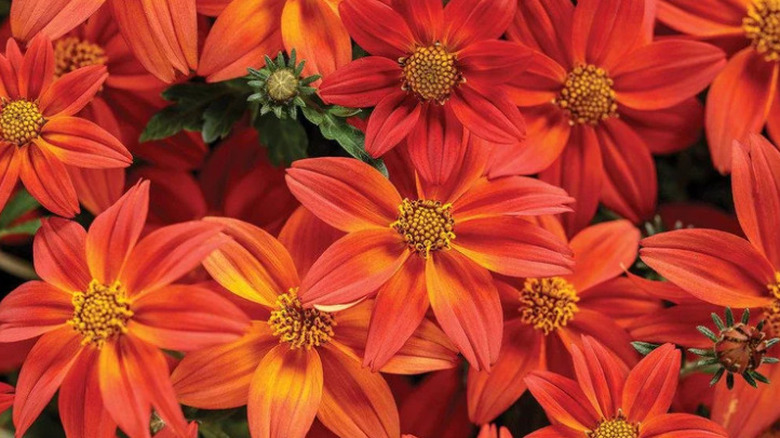 Close up of 'Campfire Flame' Bidens' red blooms