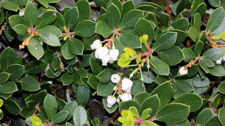 A close-up of manzanitas 'Emerald Carpet' with white flowers