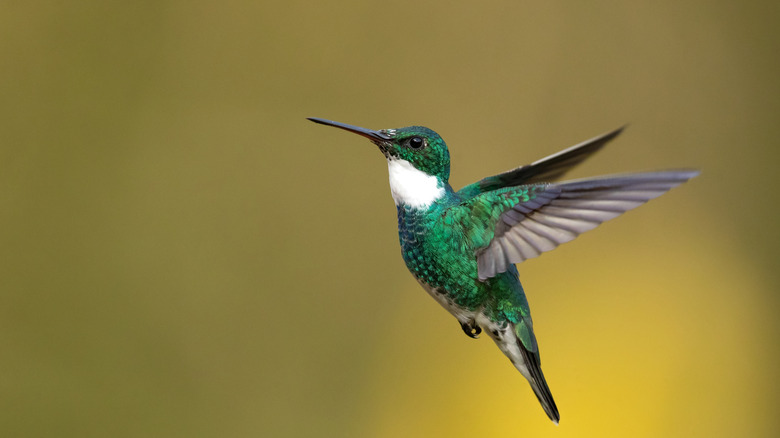A hummingbird in flight in front of a blurry green background
