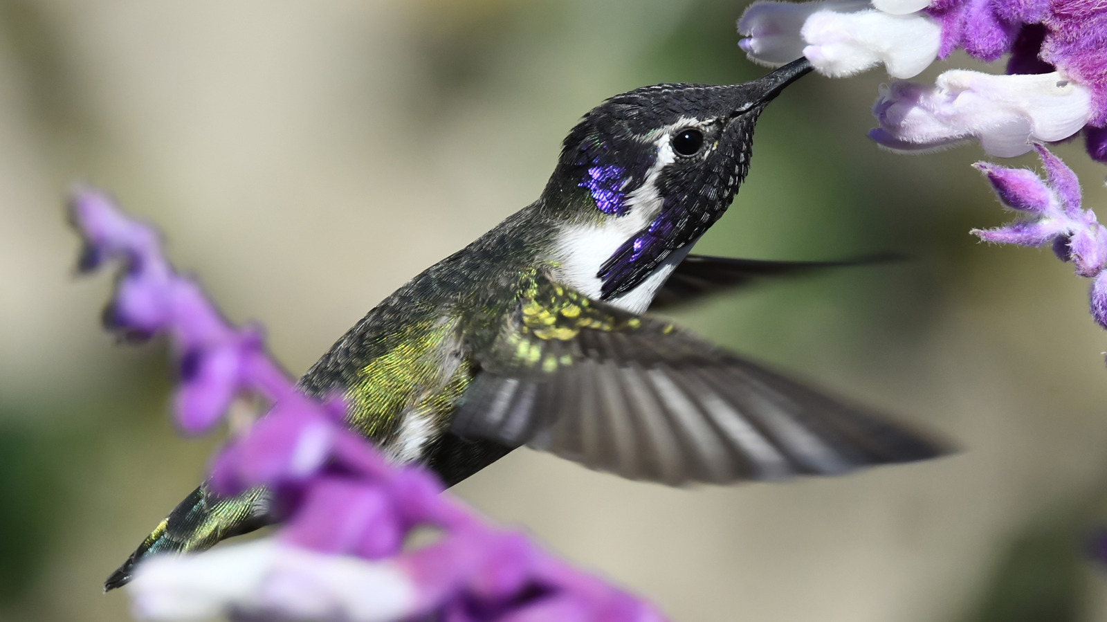 Attract Hummingbirds With Companion Plants For Their Beloved Sage