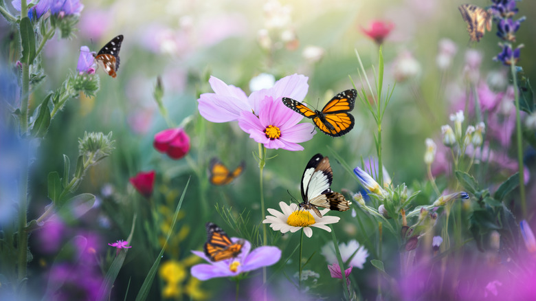 Butterflies in a flower garden with a variety of flowers