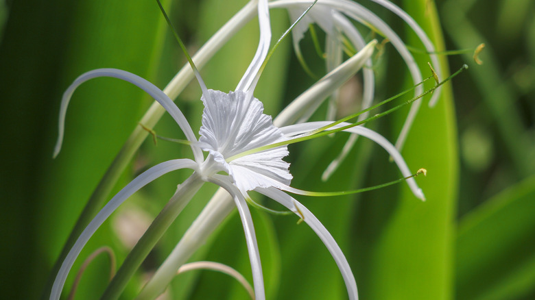 Whit bloom of an ismene plant