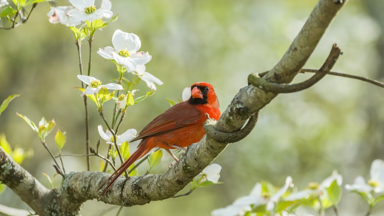 Cardinal in dogwood tree