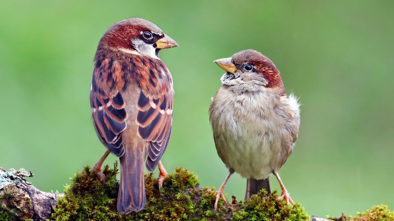 two sparrows on branch 