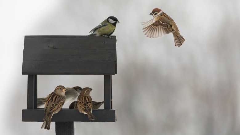 several birds at a feeder