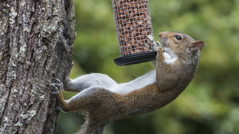 scoiattolo appeso alla mangiatoia per uccelli