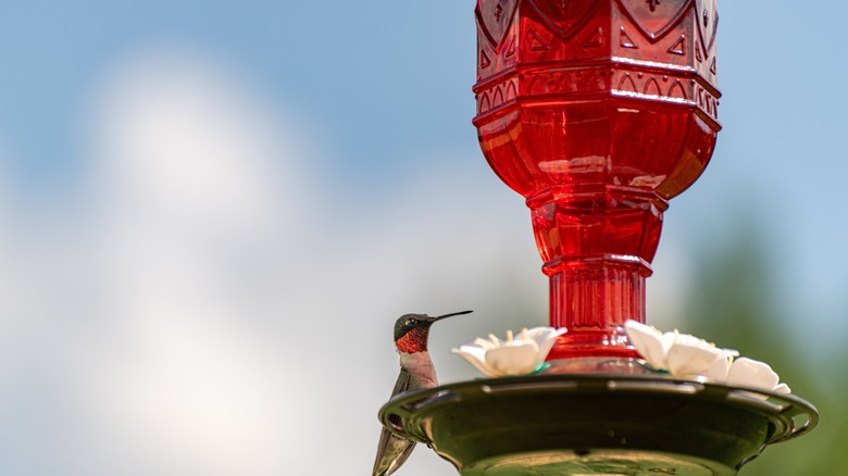 Humming bird perched on a bird feeder made from a red glass bottle
