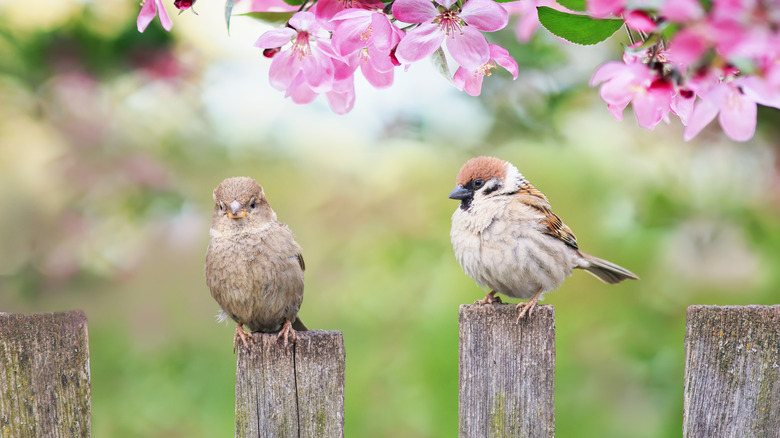 birds sitting on a fence