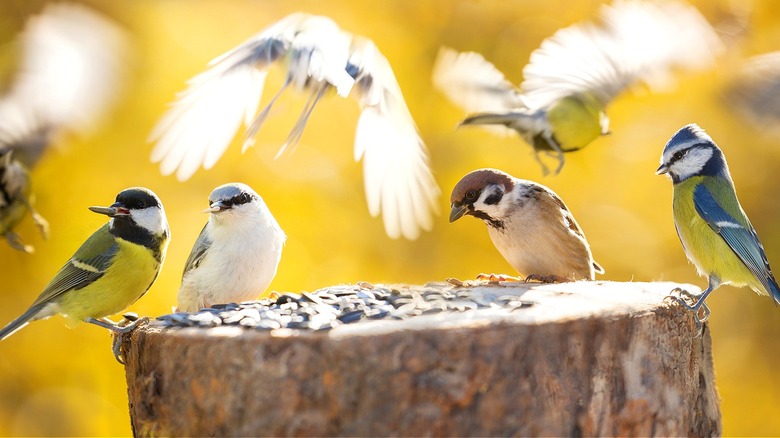 Birds eating seeds from stump