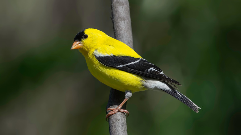 Goldfinch on branch
