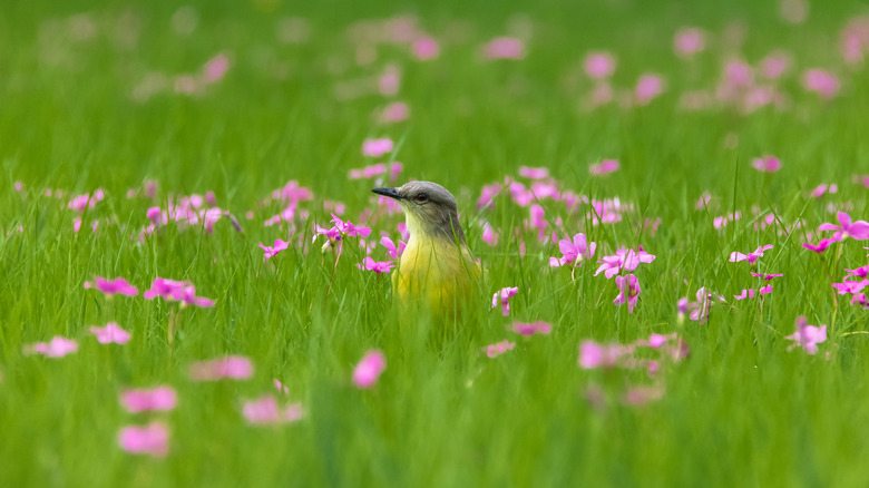 Bird with grass with flowers