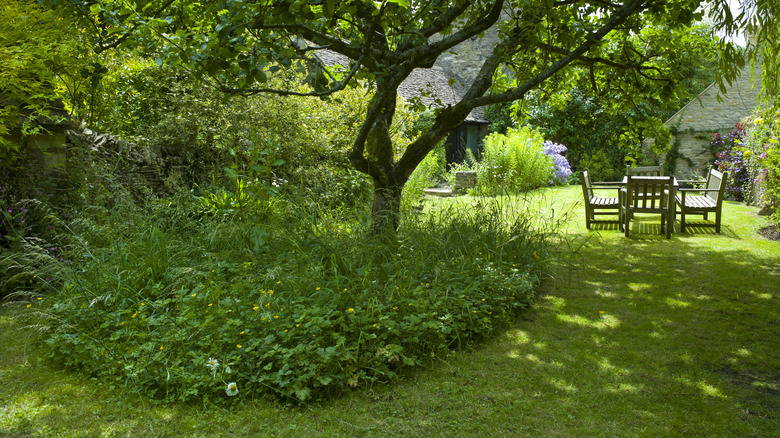 Backyard with patch of tall grass