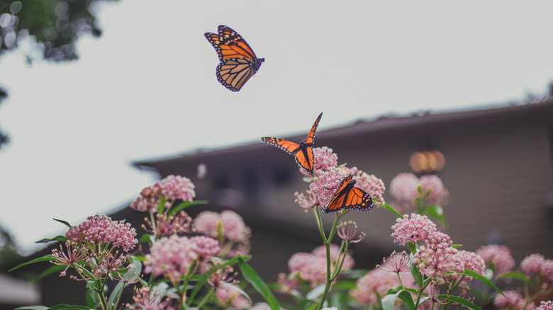 Three butterflies land on flowers in a homeowner's backyard