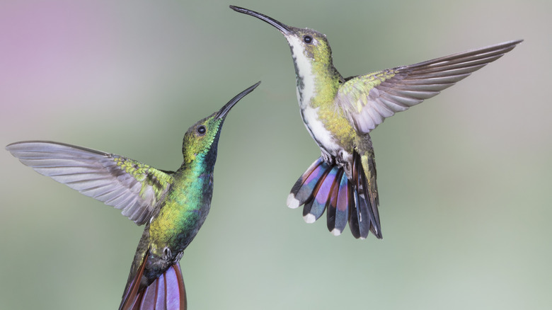Two hummingbirds in flight