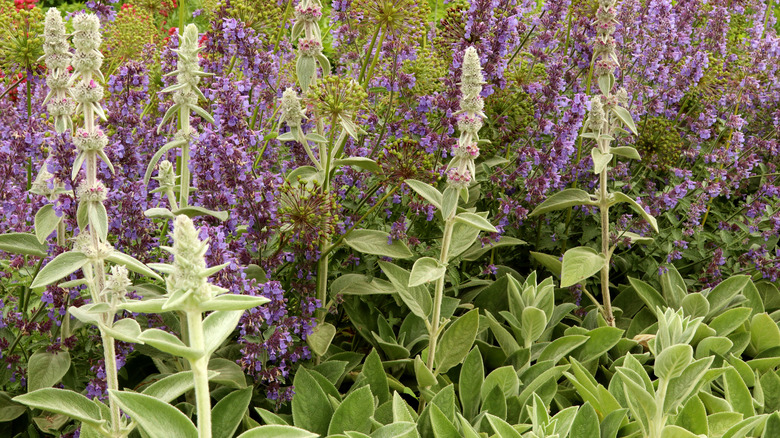 Catmint and lamb's ear blooming together in garden