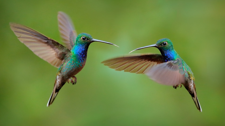 Two hummingbirds in flight