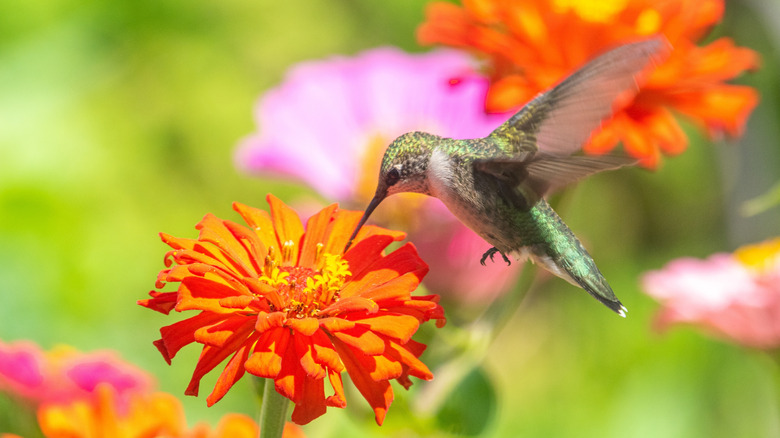 Hummingbird feeds on zinnia flower