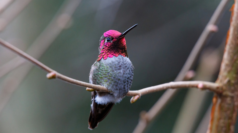 Hummingbird perches on a slim branch