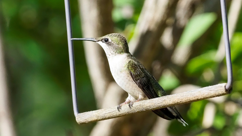 A hummingbird is seen perching on a hummingbird swing against a backdrop of trees and green vegetation.