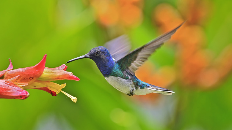 A hummingbird is seen at a red and yellow flower, with the beak of the small colorful hummingbird is near the flower.