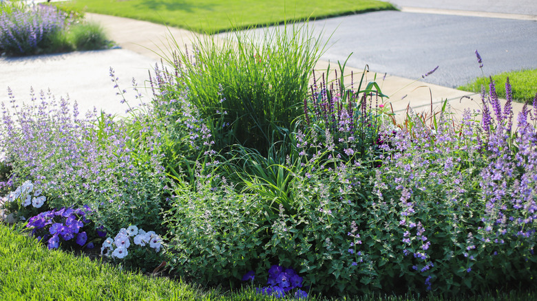 Catmint growing with other herbs in a pollinator garden.