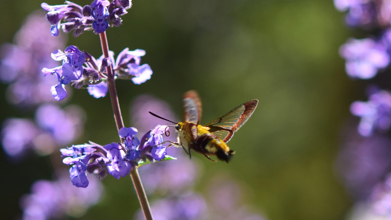 A pollinator forages from the blue flowers of a catmint plant.