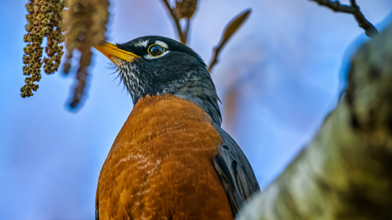 A close-up shot of an American robin on a branch