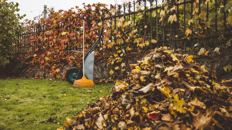 A freshly-raked brush pile with twigs and fallen leaves in front of a fence and wheelbarrow with rake