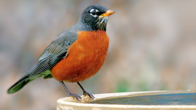 A robin perched on the side of a bird bath