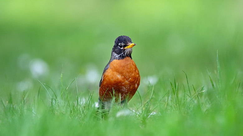 An American robin on a lawn