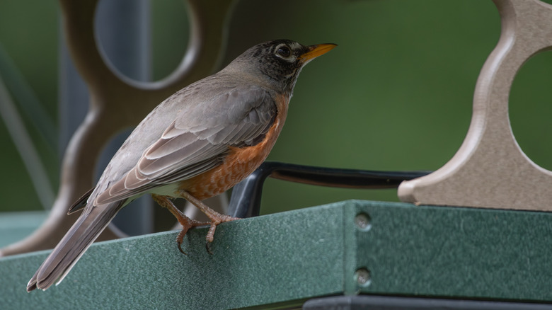 An American robin perched on a platform-style feeder
