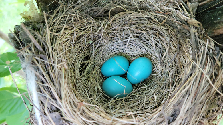 A robin's nest with three bright blue eggs