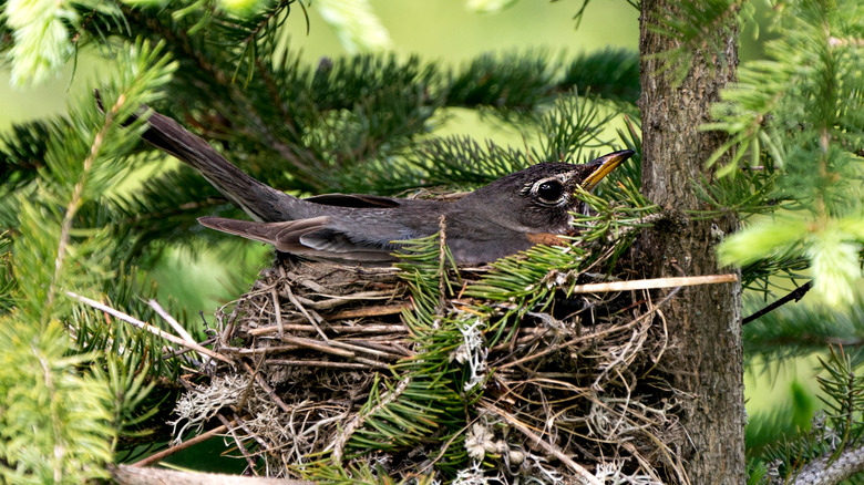 A robin nesting in a conifer