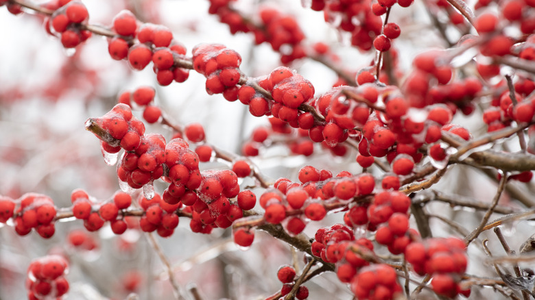 A tree covered with red winter berries