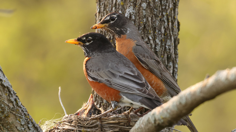 Two robins sitting on a nest with chicks