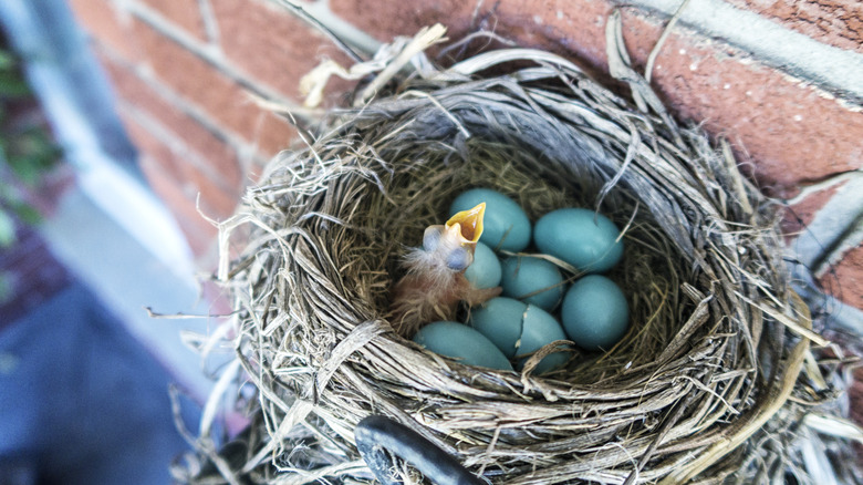 A robin's nest, built on a platform on the side of a house