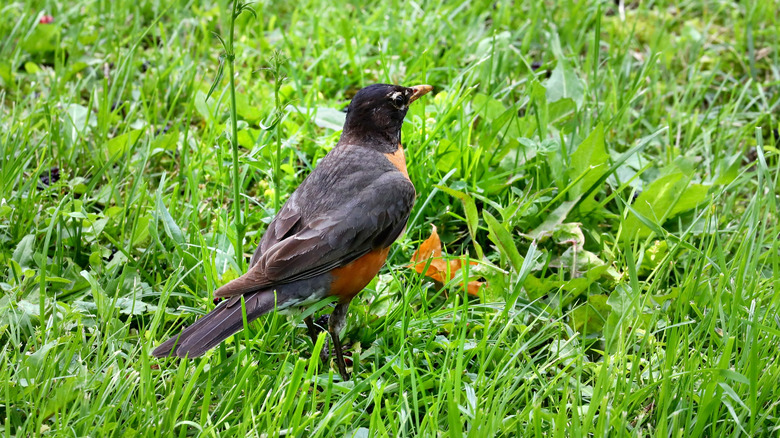 A robin in lush green grass