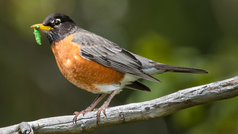 A robin with a bright green caterpillar in its beak